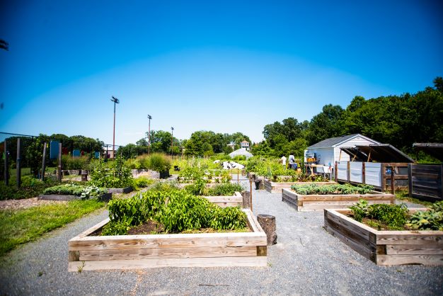 Photo of the Farm at Kelly Miller depicting a blue sky with multiple garden beds growing food